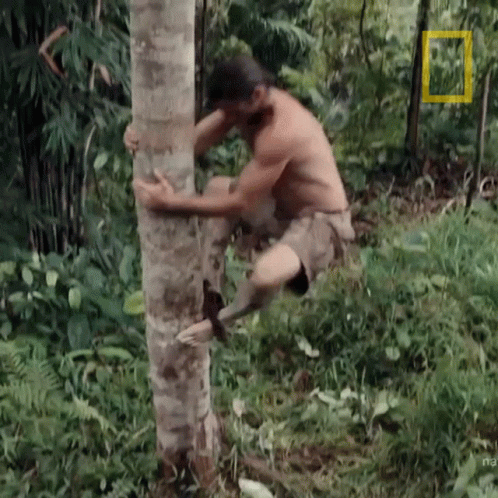 man climbing up a tree with chains in the woods