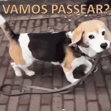 dog is on a leash that says, vamos passear?