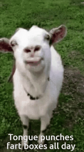 a goat that has some grass in his mouth