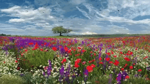 an image of flowers in a field with a lone tree