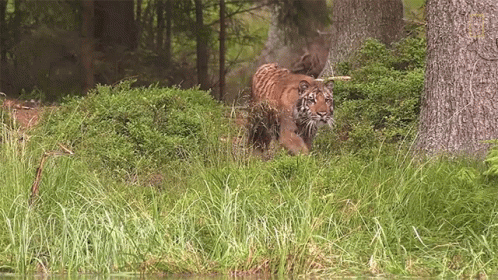 the big cat is walking through the thick green grass