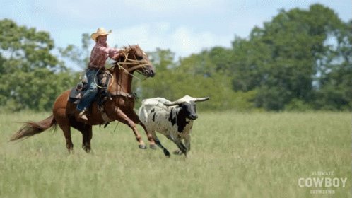 a cowboy on a horse chasing an animal through a field