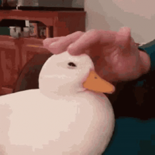 there is a white duck with blue beak sitting on a couch