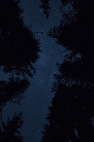stars are seen above the silhouette of trees