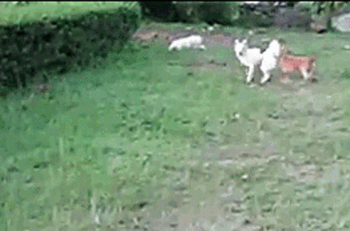 there are several dogs that are standing together in the grass