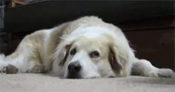 a white and gray dog lying on the floor