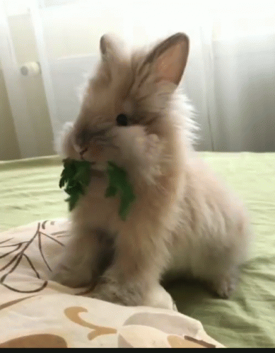 white rabbit holding a green leafy plant