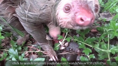 a baby sloth in the grass with one leg up