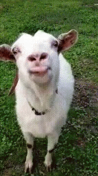 goat on a patch of green grass looking to camera with mouth open