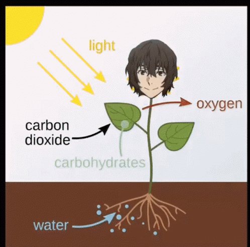 the diagram shows water, light, carbon and oxygen