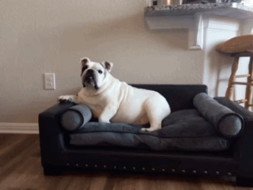 a white pug sitting on top of a brown couch in front of a mirror
