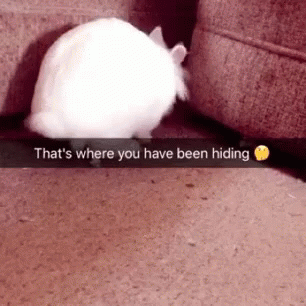 a bunny on the floor sitting in front of a sofa