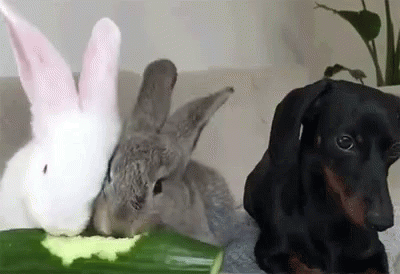 a black dog and a brown bunny sitting next to each other