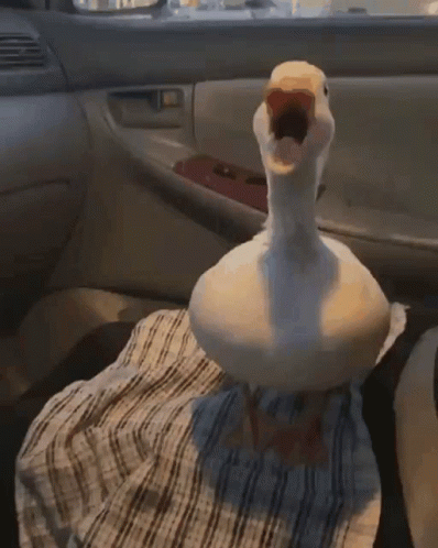 a car seat with a goose sitting on a table