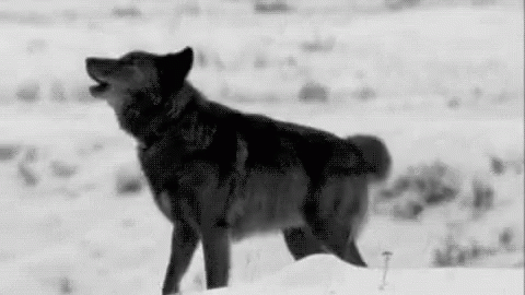 a wolf stands in the snow and looks at soing