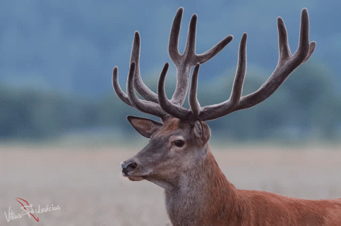 a deer with large antlers on its head