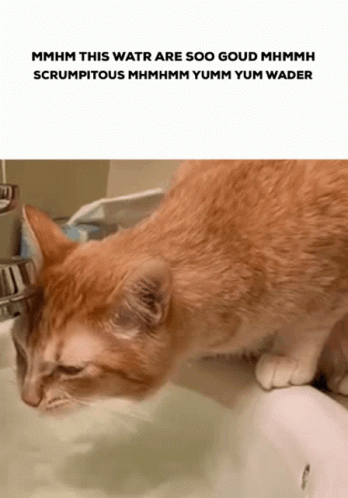 a cat sniffing a toilet that is filled with water