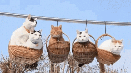 cats sitting inside a wicker basket together