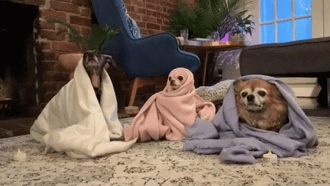 three cats on the floor with towels and one dog with a blanket
