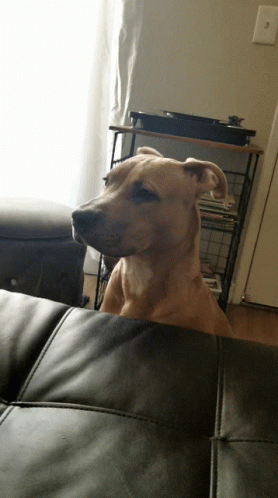 a dog is sitting on the couch looking off into a distance