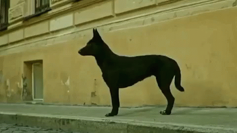 a small black dog standing on steps outside