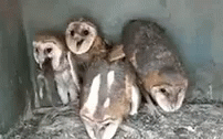 four small owls on top of hay in their pen