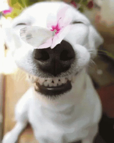 white dog with flower in mouth and big eyes