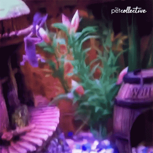 small white flowers and plants in an aquarium
