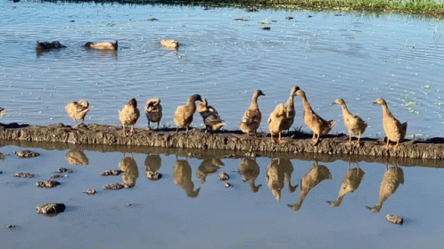 several ducks gathered together by a pool of water
