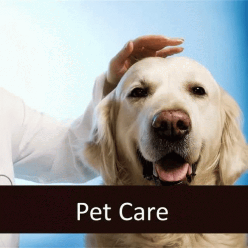 a dog gets his hair combed at the vet