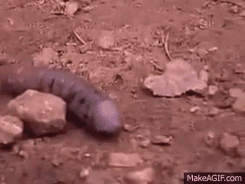 a worm on the ground near rocks