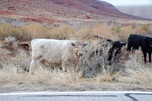 the cow is following two other cows in the desert