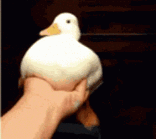a white bird on the palm of a hand