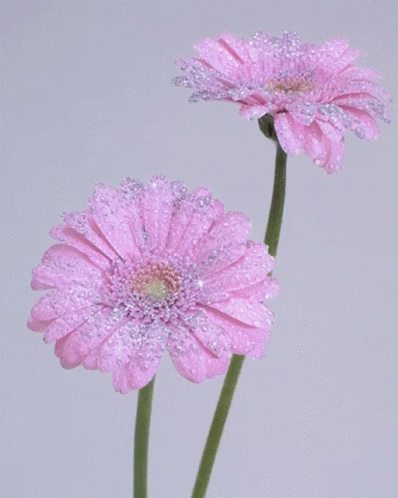 three purple flowers with dew on them in a vase