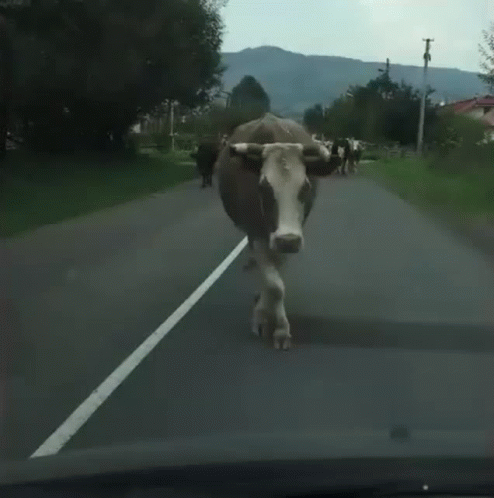 a large cow that is on the street