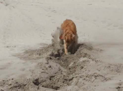 a dog digging in the sand on the beach