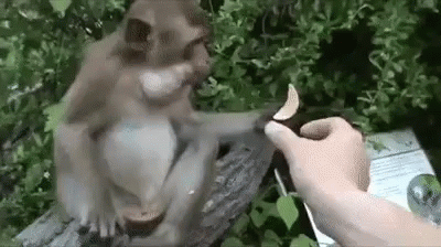 a monkey sitting on top of a tree stump being fed