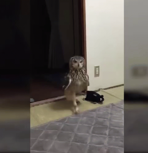 an owl with one leg on the floor and another animal with it's mouth open standing on it