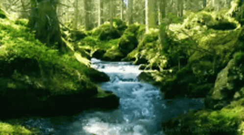 a creek flows through a dense forest area
