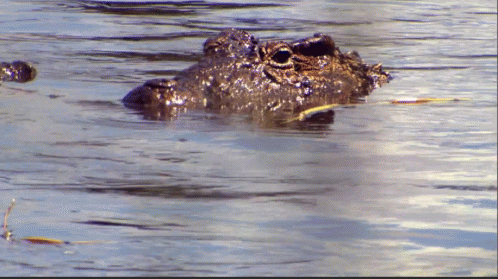 an alligator is swimming in water near the shore