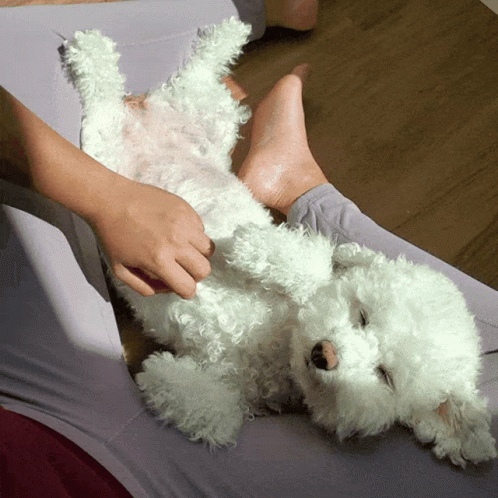 a white poodle dog that is in someone's hand