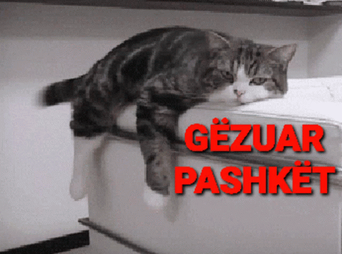 cat laying on top of a bed frame that reads gezuar passket