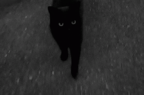 a black cat with big blue eyes standing in the dark