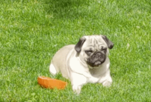 a small dog sits in grass near a toy