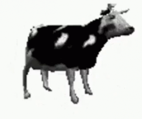 a cow standing in the middle of a white background
