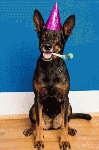 a dog with a party hat on, with a tooth brush in its mouth