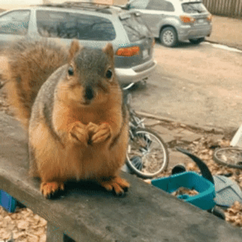 a squirrel is standing on a bench