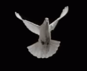 a white pigeon is flying above water with its wings spread