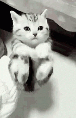 a white cat is hanging upside down on its arm