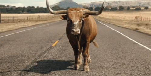a blue bull walking across a road with mountains in the background